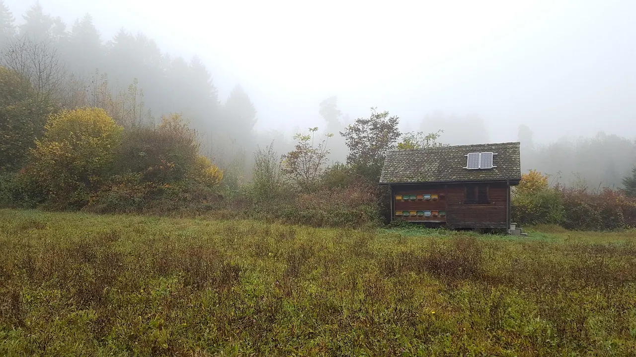 fog, forest, glade, hut, beehive, fall, nature, solar cell, solar panel