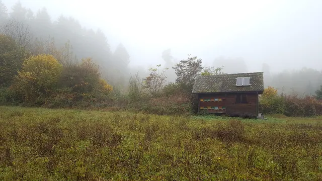 fog, forest, glade, hut, beehive, fall, nature, solar cell, solar panel